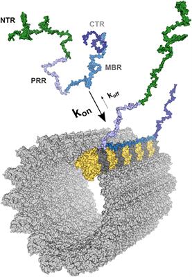 Much More Than a Cytoskeletal Protein: Physiological and Pathological Functions of the Non-microtubule Binding Region of Tau